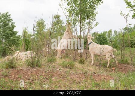 Zwei weiße Ziegen fressen die Blätter einer Pflanze, während sie auf zwei Beinen stehen. Weiße Ziege unter Ziegen und Schafen in der Natur. Stockfoto
