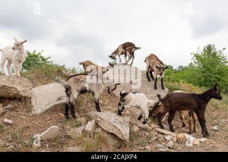 Ziegenjungen spielen auf den Felsen. Schafe und Ziegen weiden auf einer Bergwiese. Stockfoto