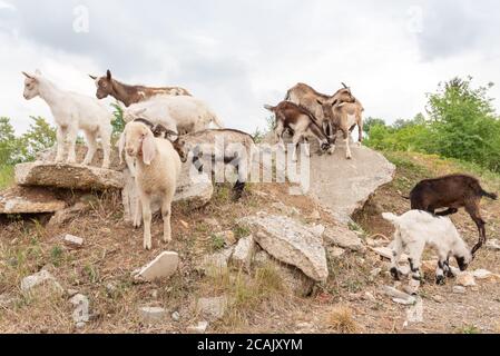 Ziegenjungen spielen auf den Felsen. Schafe und Ziegen weiden auf einer Bergwiese. Stockfoto