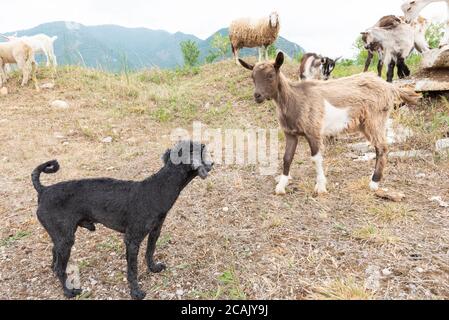 Ziegenpudel und Ziegenpudel schauen uns an. Konzept von Vielfalt, Akzeptanz und Neugier. Verschiedene Tiere. Stockfoto