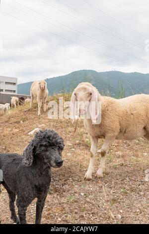 Weiße Schafe und schwarze Toy Pudel schauen Sie uns an. Konzept von Vielfalt, Akzeptanz und Neugier. Verschiedene Tiere. Stockfoto