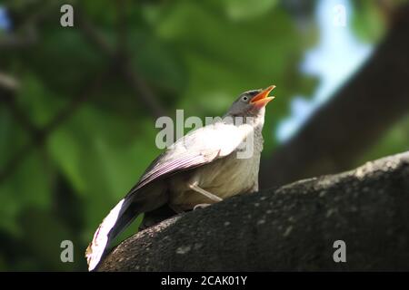 Großer grauer Schwätzer, der auf einem Baum in der Nähe sitzt Stockfoto