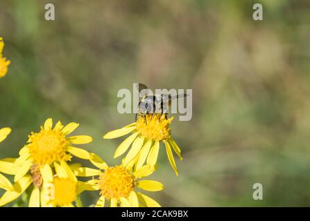 Leafcutter-Biene zur Fütterung von Patchwork (Megachile centuncularis) Stockfoto