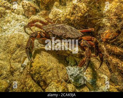 Ein Nahaufnahme Unterwasser-Bild von einer Krabbe, die Schutz zwischen Steinen und Algen. Bild aus Oresund, Malmö in Südschweden. Stockfoto