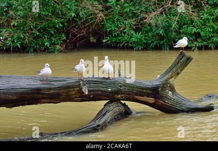 Schwarzkopfmöwen, die auf einem Baumstamm über dem See thronen. Stockfoto