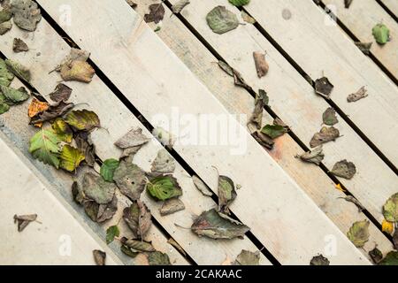 Herbstlaub, Herbst, Saisonkonzept.gefallene trockene verwelkte Blätter liegen auf hellen Holztreppen, Draufsicht. Holztreppe mit bunt gefallenen Blättern, schließen Stockfoto