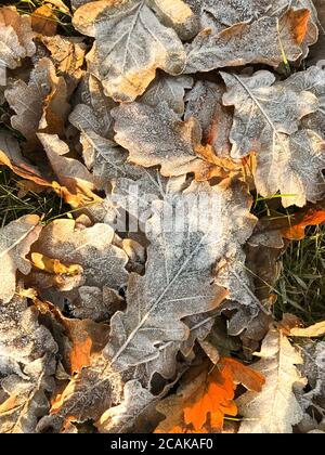 Gefrorene Eichenblätter liegen auf dem Boden. Gelb gefallene Blätter bedeckt mit Eis auf dem Boden liegend, Draufsicht. Spätherbst, einfrieren Konzept.Textur der Eiche verlassen Stockfoto