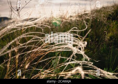 Wild Stipa pulcherrima, goldenes Federgras in der Steppe bei Sonnenuntergang. Selektiver Fokus. Wunderschöne Sommerlandschaft Stockfoto