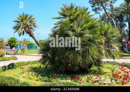 Chamaerops humilis, die unterschiedlich europäische Fächerpalme oder die mediterrane Zwergpalme in Batumi Boulevard, Georgia genannt wird Stockfoto
