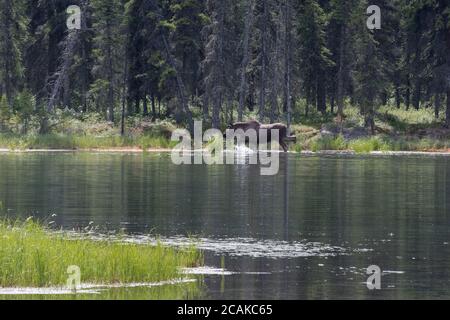 Ein jüngerer männlicher Elchbulle, der in Horseshoe Lake, Denali National Park, Alaska, USA, watend ist Stockfoto