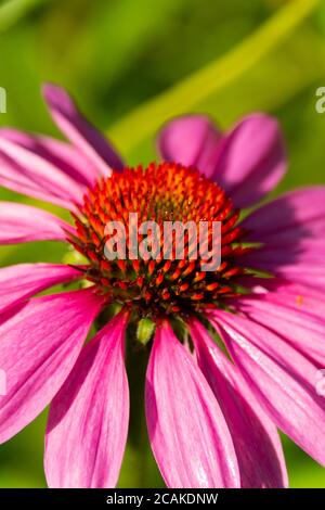 Blühende Echinacea blüht im Schmetterlingsgarten an einem sonnigen Sommermorgen. Bellevue State Park, Iowa, USA Stockfoto