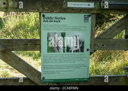 Öffentliche Bekanntmachung über die Baumkrankheit, Asche Dieback, auf einem Hampshire Naturschutzgebiet, Großbritannien Stockfoto