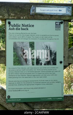 Öffentliche Bekanntmachung über die Baumkrankheit, Asche Dieback, auf einem Hampshire Naturschutzgebiet, Großbritannien Stockfoto