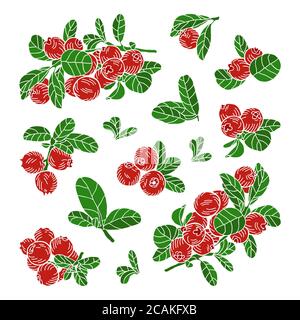 Die Zusammensetzung der Preiselbeeren auf dem Zweig, die einzelnen Blätter. Handgezeichnete Vektorgrafik. Stockfoto