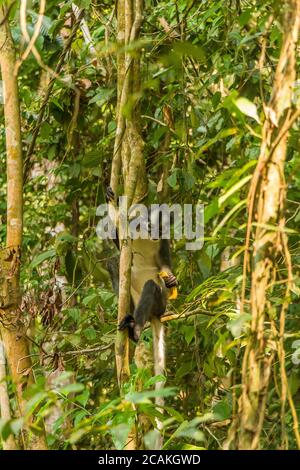 Ein Thomas Langur, Leaf Monkey, der in Gunung Leuser, Bukit Lawang National Park, Sumatra, Indonesien, einen Baum füttert Stockfoto