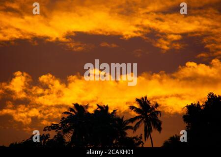 Palmen Silhouetten auf tropischen Strand im Sommer warm leuchtenden Sonnenuntergang Stockfoto