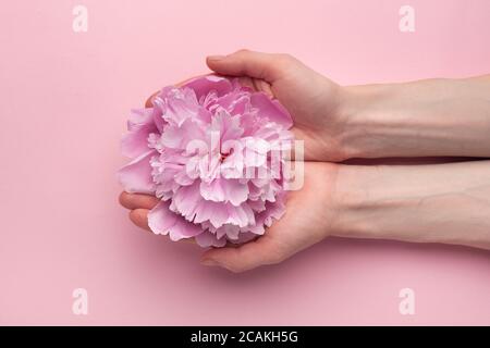 Flauschige rosa Blume der Pfingstrose in weiblichen Händen auf rosa Hintergrund. Draufsicht. Handpflege. Stockfoto