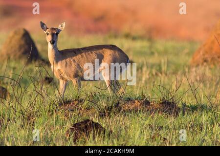 Weibliche Pampahirsche im Cerrado-Biom von Minas Gerais - Brasilien Stockfoto