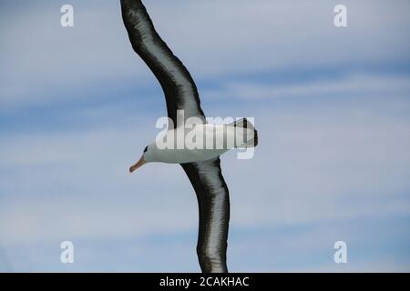 Ein Schwarzbrauenalbatros (Thalassarche melanophris), auch bekannt als Schwarzbrauenmollymawk, der über den stürmischen Gewässern der Drake Passage in der Antarktis aufragt. Stockfoto