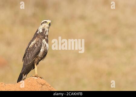 Ein junger Savanna Hawk (Heterospizias meridionalis), der auf Termitenhügel ruht Stockfoto