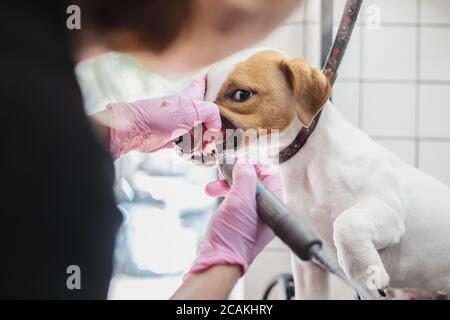 Zähneputzen eines Hundes. Friseursalon Stockfoto