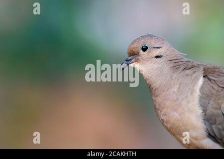 Ohrtaube (Zenaida auriculata) - Pomba-de-bando Stockfoto