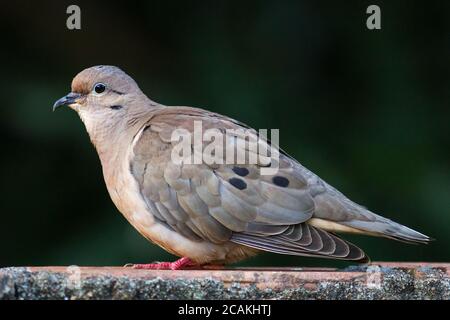 Ohrtaube (Zenaida auriculata) - Pomba-de-bando Stockfoto