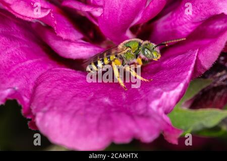 Braun-geflügelte gestreifte Schweißbiene (Agapostemon splendens) auf Hibiskusblüte Stockfoto