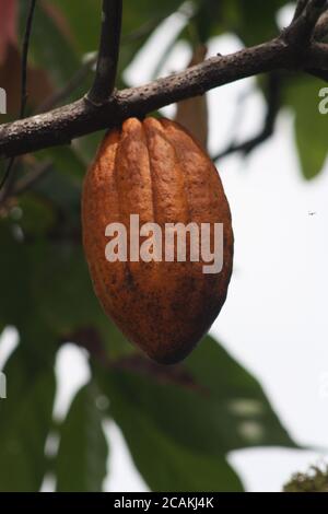 Reife Kakaofrucht. Braune Kakaoschoten wachsen auf dem Baum. Der Kakaobaum (Theobroma cacao) mit Früchten. Stockfoto