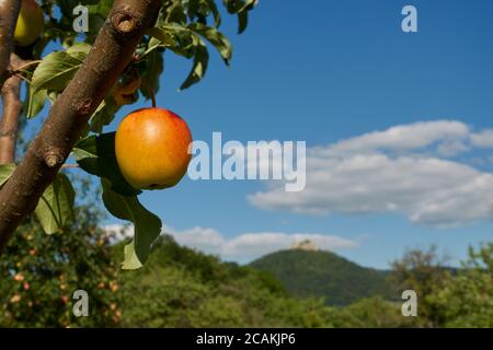 Reifer Apfel (Malus) mit roten und gelben Farben hängt am Ast eines Baumes mit grünen Blättern, kleiner Hügel im Hintergrund, blauer Himmel und weiße Wolken Stockfoto