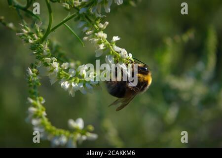 Hummel sammelt Nektar auf einer Blume. Hummel sammelt Nektar aus einer Blume. Stockfoto