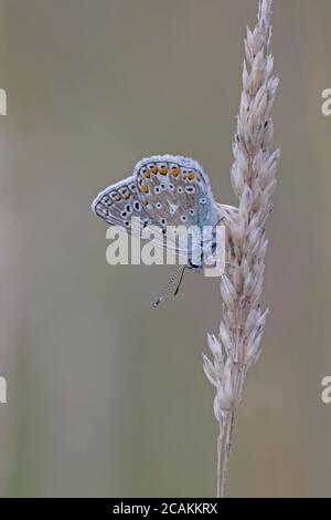 Männliche Common Blue Butterfly roosting auf einem Grasstamm Stockfoto