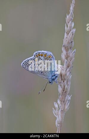 Männliche Common Blue Butterfly roosting auf einem Grasstamm Stockfoto