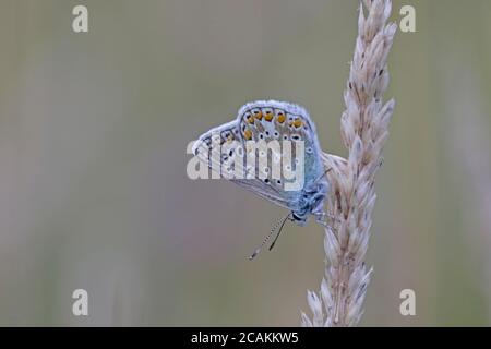 Männliche Common Blue Butterfly roosting auf einem Grasstamm Stockfoto