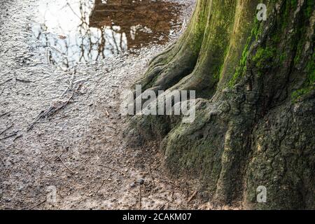 Großer Baumstamm und Wurzeln mit grünem Moos bedeckt, kleine Regenpfütze im Hintergrund, im öffentlichen Park. Stockfoto