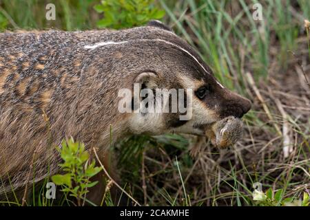 Dachs mit Beute Stockfoto