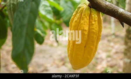 Eine reife Kakaoschote, die an einem Kakaobaum hängt Stockfoto