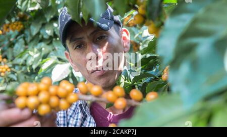 Mann mit Hut Ernte gelbe Kaffebeeren von einem Baum Stockfoto