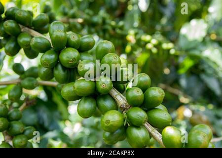 Zweig der grünen Kirschen des Kaffees Stockfoto