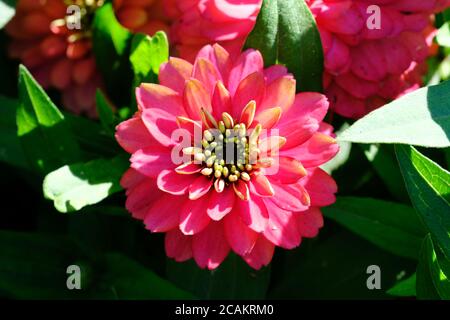Rot/Rosa Blüte einer Zinnia (Zinnia elegans) in einem Glebe-Garten, Ottawa, Ontario, Kanada. Stockfoto