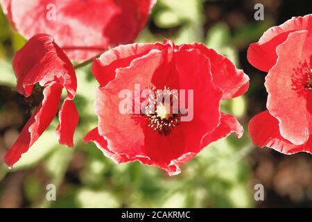 Schöne leuchtend rote Mohnblume (Papaver rhoeas) in voller Blüte in einem Glebe Garten, Ottawa, Ontario, Kanada. Stockfoto
