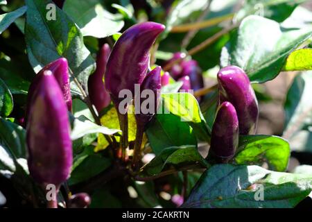 Dekorative lila Pfefferpflanze (Capsicum annuum 'Salsa XP'?) Mit grünen Blättern in einem Glebe Garten, Ottawa, Ontario, Kanada. Stockfoto