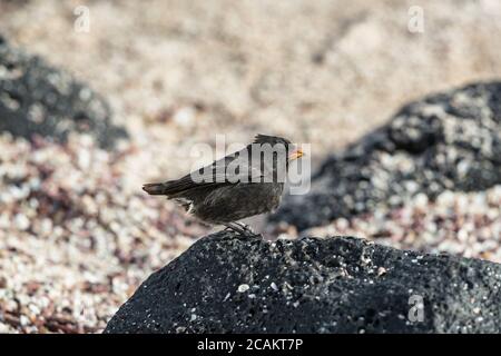 Galapagos Darwin Finches. Kleiner Bodenfink auf den Galapagos Inseln. Darwin Finken sind die zentralen Tiere Charles Darwins Buch über den Ursprung von Stockfoto