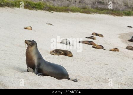 Galapagos Seelöwe im Sand am Strand gelegen. Viele Galapagos Sea Lions auf Kreuzfahrtschiff Abenteuer Reise Urlaub, La loberia Strand, San Cristobal Stockfoto