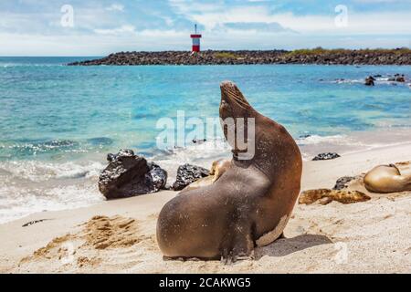 Galapagos Seelöwe im Sand am Strand gelegen. Wildtiere in der Natur, Tiere in natürlichen Lebensraum. Mann Beach (Playa Mann), San Cristobal, Galapagos, Ecuador Stockfoto