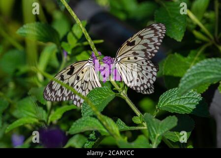 Baum Nymphe Schmetterling Sammeln von Nektar aus einer lila Blume. Stockfoto