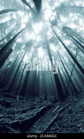 Ätherisches Morgenlicht durchdringt den Misty Forest im Pazifik Nordwest Stockfoto