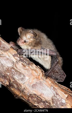 Weibchen Gould's langohrige Fledermaus (Nyctophilus gouldi) am Ast. Mai 2010. Hopkins Creek. New South Wales. Australien. Stockfoto