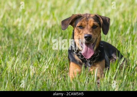 Hund liegt über dem Gras Stockfoto