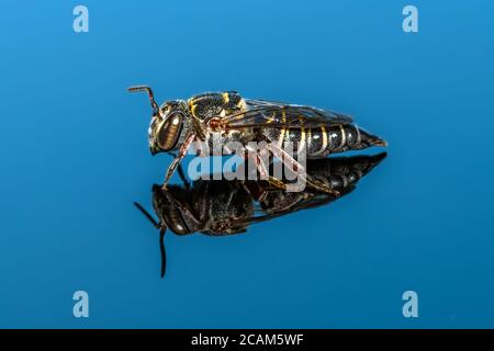 Coelioxys - Kuckuck-Blatt-Cutter Biene auf blauem Hintergrund Stockfoto